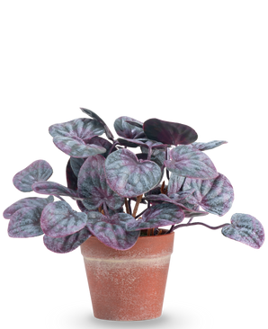 La Planta Artificial Hoja Rugosa 16 cm gris es una planta artificial con hojas redondas y coloridas en tonos morados y verdes en una maceta de terracota sobre un fondo liso blanco.