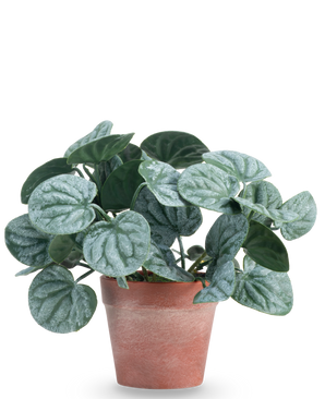 La Planta Artificial Hoja Rugosa 16 cm verde es una planta artificial de hojas redondas de color verde y vetas plateadas claras, presentada en una maceta de barro de color marrón rojizo sobre un fondo liso blanco.
