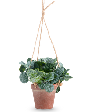 La hoja artificial Rugose de 18 cm verde tiene hojas verdes redondas en una maceta colgante de terracota, colgadas de una cuerda color canela, sobre un fondo blanco liso.