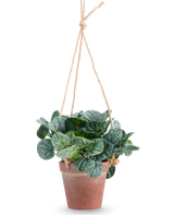 La hoja artificial Rugose de 18 cm verde tiene hojas verdes redondas en una maceta colgante de terracota, colgadas de una cuerda color canela, sobre un fondo blanco liso.