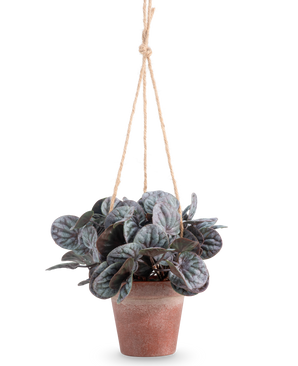 La Hoja Rugosa Artificial (18 cm) es una planta artificial con hojas redondas de color verde frondoso en una maceta colgante rústica de color gris, colgada de una percha de cuerda color canela, sobre un fondo blanco liso.