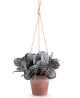 La Hoja Rugosa Artificial (18 cm) es una planta artificial con hojas redondas de color verde frondoso en una maceta colgante rústica de color gris, colgada de una percha de cuerda color canela, sobre un fondo blanco liso.