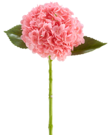 La Flor Artificial Charlotte Hydrangea Real Touch rosa oscuro es una flor de hortensia artificial de 55 cm de largo, con un racimo redondo de pétalos de color rosa oscuro y hojas verdes sobre un tallo largo, aislada sobre un fondo blanco.
