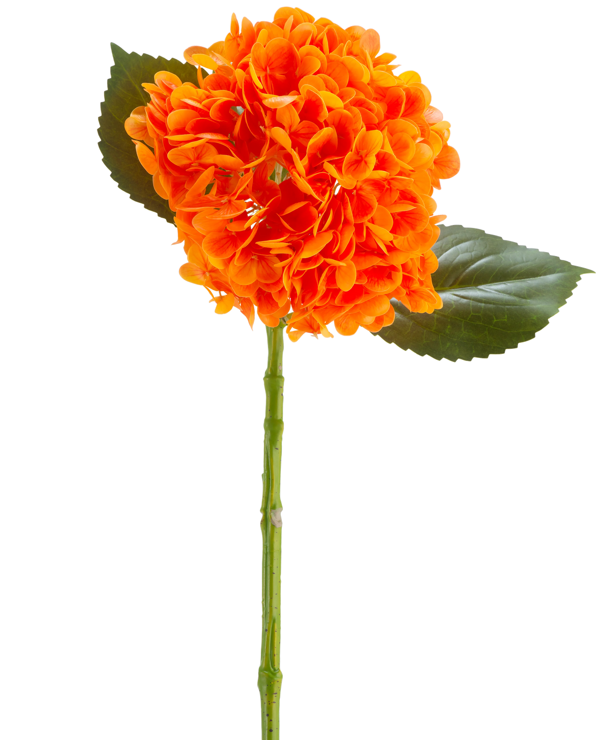 La Flor Artificial Charlotte Hydrangea Real Touch naranja 55 cm tiene una flor de hortensia de color naranja vibrante con pétalos, un tallo verde y dos grandes hojas verdes sobre un fondo blanco.