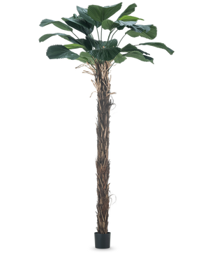 Planta Artificial Licuala Grandis Palmera artificial de 220 cm con hojas grandes.
