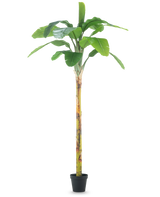 La Planta Artificial Plátano 250 cm es un plátano artificial alto con hojas anchas de color verde y un tronco estructurado, presentado en una pequeña maceta negra sobre un fondo blanco liso.