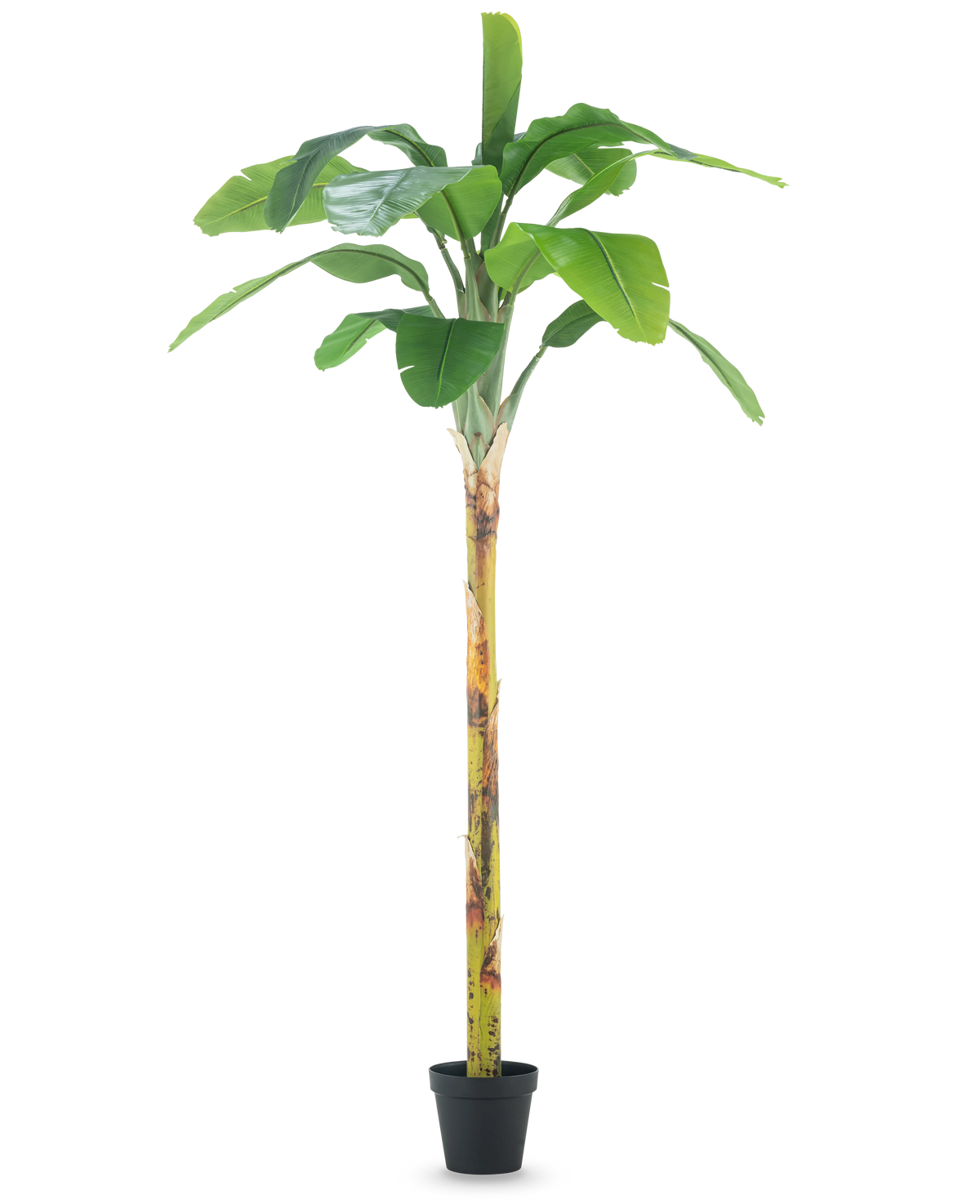 La Planta Artificial Plátano 250 cm es un plátano artificial alto con hojas anchas de color verde y un tronco estructurado, presentado en una pequeña maceta negra sobre un fondo blanco liso.