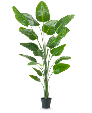 La Planta Artificial Strelitzia 240 cm real touch tiene hojas grandes y brillantes de color verde en una maceta negra, sobre un fondo blanco liso.