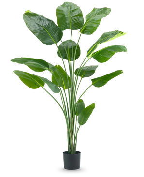 La planta artificial Strelitzia 210 cm real touch tiene tallos largos y delgados y hojas grandes de color verde brillante sobre un fondo blanco liso.
