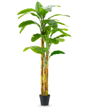El plátano artificial de 270 cm tiene hojas anchas de color verde y tallos de color amarillo verdoso en una pequeña maceta negra, sobre un fondo blanco liso.