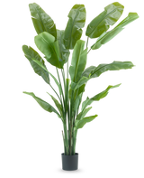 La Planta Artificial Strelitzia Nicolai Deluxe 210 cm tiene hojas largas y anchas de color verde en una sencilla maceta negra sobre un fondo blanco. Esta planta artificial tropical aporta a cualquier habitación un toque tropical exuberante.