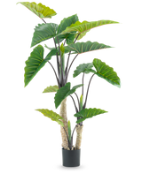 La Planta Artificial Calocasia 180 cm es una planta artificial en maceta con grandes hojas verdes en forma de flecha y múltiples tallos, representada sobre un fondo blanco liso.