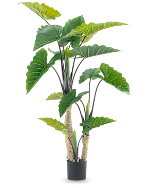 La Planta Artificial Calocasia 180 cm es una planta artificial en maceta con grandes hojas verdes en forma de flecha y múltiples tallos, representada sobre un fondo blanco liso.