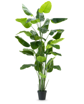 La Planta Artificial Strelitzia Real Touch Deluxe 300 cm es una planta artificial alta con hojas largas y anchas de color verde en una maceta negra, representada sobre un fondo blanco liso.