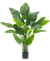 La Planta Artificial Strelitzia Real Touch Deluxe 180 cm es una planta artificial alta con hojas grandes y brillantes de color verde como un ave del paraíso tropical, en una sencilla maceta negra sobre un fondo blanco.