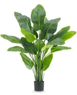 La Planta Artificial Strelitzia Real Touch Deluxe 180 cm es una planta artificial alta con hojas grandes y brillantes de color verde como un ave del paraíso tropical, en una sencilla maceta negra sobre un fondo blanco.