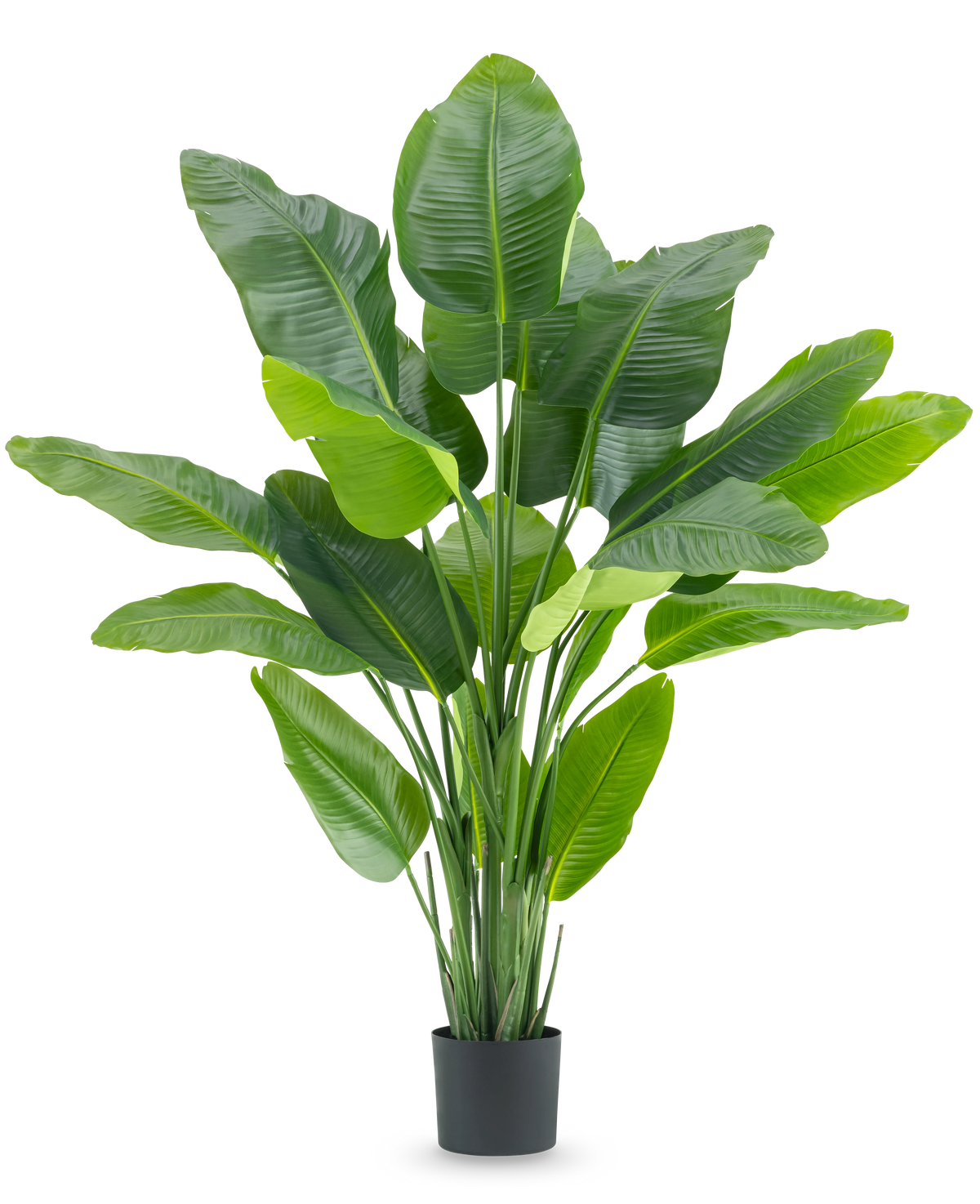 La Planta Artificial Strelitzia Real Touch Deluxe 180 cm es una planta artificial alta con hojas grandes y brillantes de color verde como un ave del paraíso tropical, en una sencilla maceta negra sobre un fondo blanco.