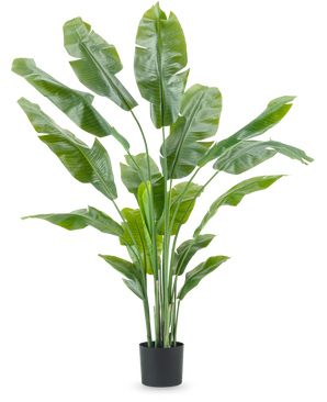 La planta artificial Strelitzia Nicolai Deluxe de 180 cm con hojas largas y anchas de color verde en una sencilla maceta negra destaca sobre un fondo blanco liso: una planta de interior llamativa y una pieza decorativa elegante para cualquier interior.