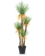 La Planta Artificial Yucca deluxe 182 cm es una yuca artificial alta con múltiples tallos leñosos y manojos de hojas verdes largas y puntiagudas y algo amarillentas en la base, perfecta como pieza decorativa para cualquier estancia.