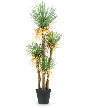 La Planta Artificial Yucca deluxe 182 cm es una yuca artificial alta con múltiples tallos leñosos y manojos de hojas verdes largas y puntiagudas y algo amarillentas en la base, perfecta como pieza decorativa para cualquier estancia.
