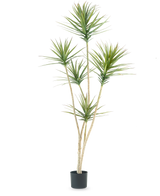 La Planta Artificial Dracaena Fragnans 180 cm es una planta artificial alta con varios tallos largos y delgados y manojos de hojas verdes puntiagudas sobre un fondo blanco liso.