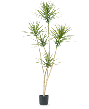 La Planta Artificial Dracaena Fragnans 180 cm es una planta artificial alta con varios tallos largos y delgados y manojos de hojas verdes puntiagudas sobre un fondo blanco liso.