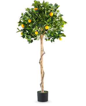 Una planta artificial de naranjo con un solo tronco de 150 cm en maceta con un tronco delgado, hojas de color verde vibrante y frutos de color naranja realistas, fotografiado sobre un fondo blanco liso.