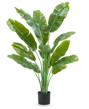 La planta artificial Strelitzia Nicolai Deluxe de 165 cm tiene hojas altas y anchas de color verde en una maceta negra sobre un fondo blanco, perfecta como planta artificial verde para su interior.