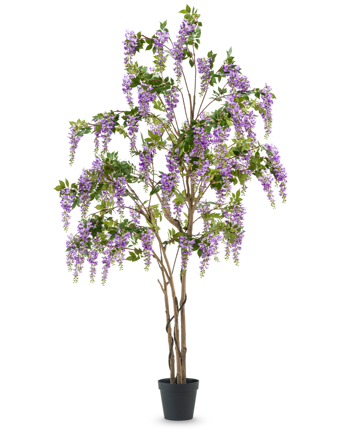 La planta de glicina artificial de 280 cm es un árbol de glicina artificial alto en una maceta negra, con múltiples troncos esbeltos de color marrón y flores en cascada de color púrpura con hojas verdes, sobre un fondo blanco liso.