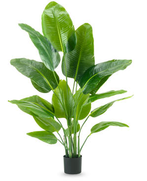 La Planta Artificial Strelitzia Real Touch Deluxe 150 cm tiene tallos altos con hojas grandes y de color verde brillante, en una sencilla maceta negra sobre un fondo blanco liso.