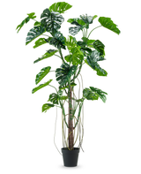 La Planta Artificial Monstera 240 cm es una planta artificial alta con varias hojas verdes divididas y largos zarcillos en una maceta negra, colocada sobre un fondo blanco liso.