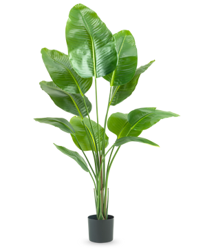 La Planta Artificial Strelitzia de 150 cm real touch2 tiene hojas verdes grandes y brillantes con una apariencia realista de "ave del paraíso" y un acabado realista, presentadas sobre un fondo blanco liso.