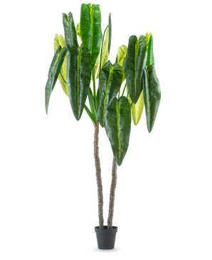 La Planta Artificial Anthurium 240 cm es una planta artificial alta en maceta con dos tallos marrones y hojas verdes grandes y alargadas sobre un fondo blanco liso.
