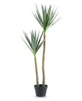 La Planta Artificial Heneken 120 cm es una planta de yuca artificial con dos troncos altos y esbeltos y hojas puntiagudas de color verde sobre un fondo blanco liso.