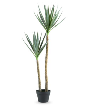 La Planta Artificial Heneken 120 cm es una planta de yuca artificial con dos troncos altos y esbeltos y hojas puntiagudas de color verde sobre un fondo blanco liso.