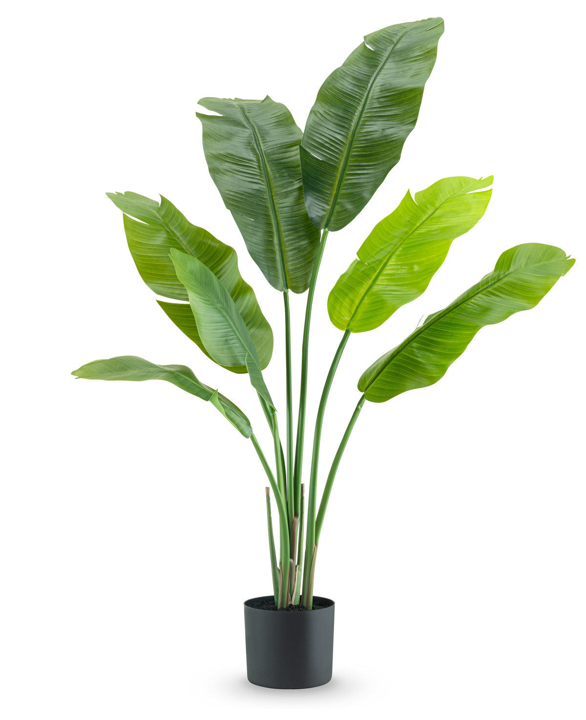 La Planta Artificial Strelitzia Nicolai Deluxe 120 cm es una lujosa planta de interior con hojas grandes y anchas en una sencilla maceta negra, elegante sobre un fondo blanco.