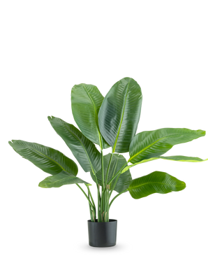 La Planta Artificial Strelitzia Real Touch Deluxe 90 cm es una planta alta en maceta con hojas grandes de color verde brillante, representadas sobre un fondo blanco liso.