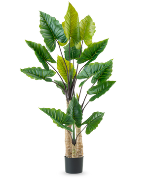 La planta artificial Calocasia de 210 cm tiene tallos largos y robustos y grandes hojas verdes tropicales, dispuestas en una maceta negra sobre un fondo blanco liso.