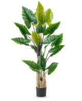 La planta artificial Calocasia de 210 cm tiene tallos largos y robustos y grandes hojas verdes tropicales, dispuestas en una maceta negra sobre un fondo blanco liso.