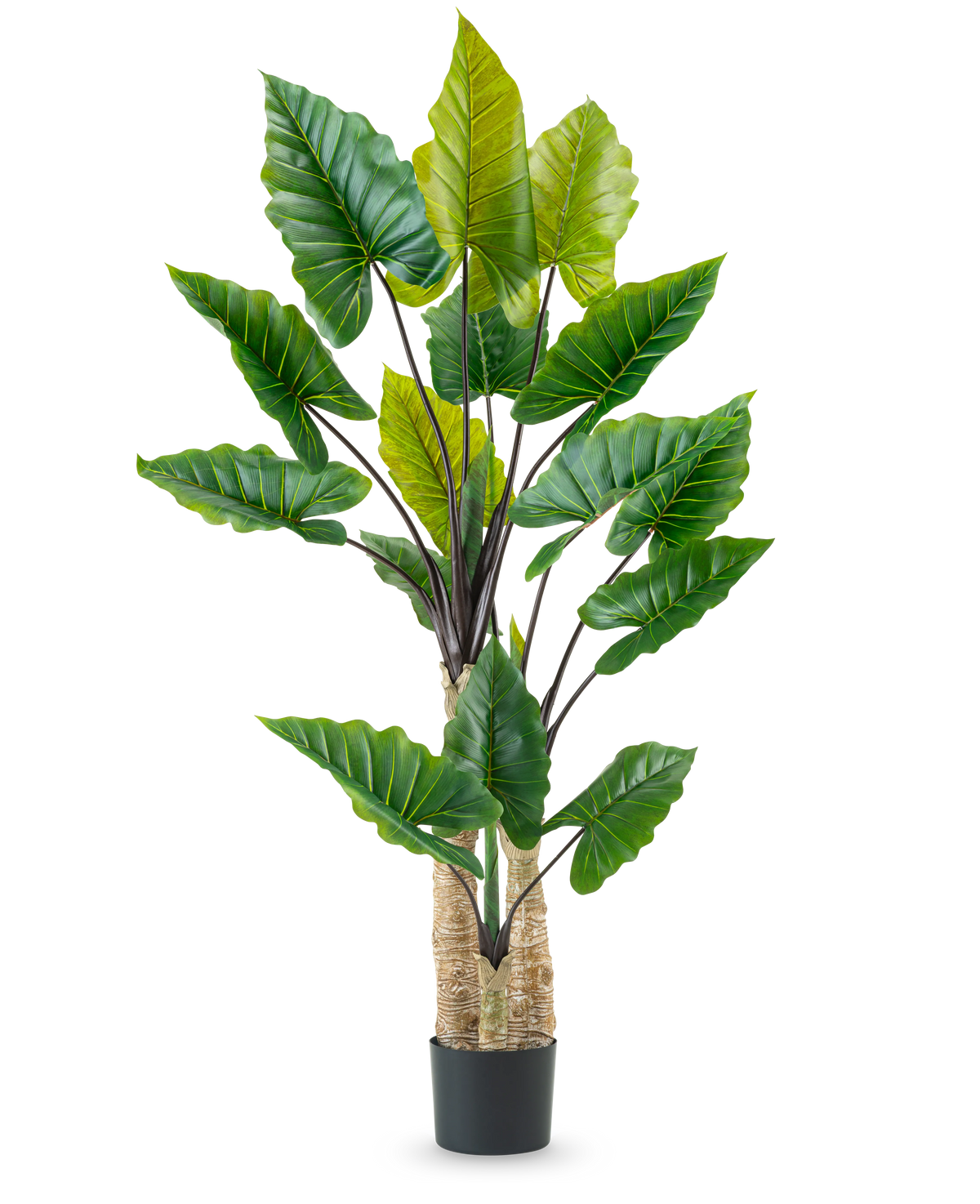 La planta artificial Calocasia de 210 cm tiene tallos largos y robustos y grandes hojas verdes tropicales, dispuestas en una maceta negra sobre un fondo blanco liso.
