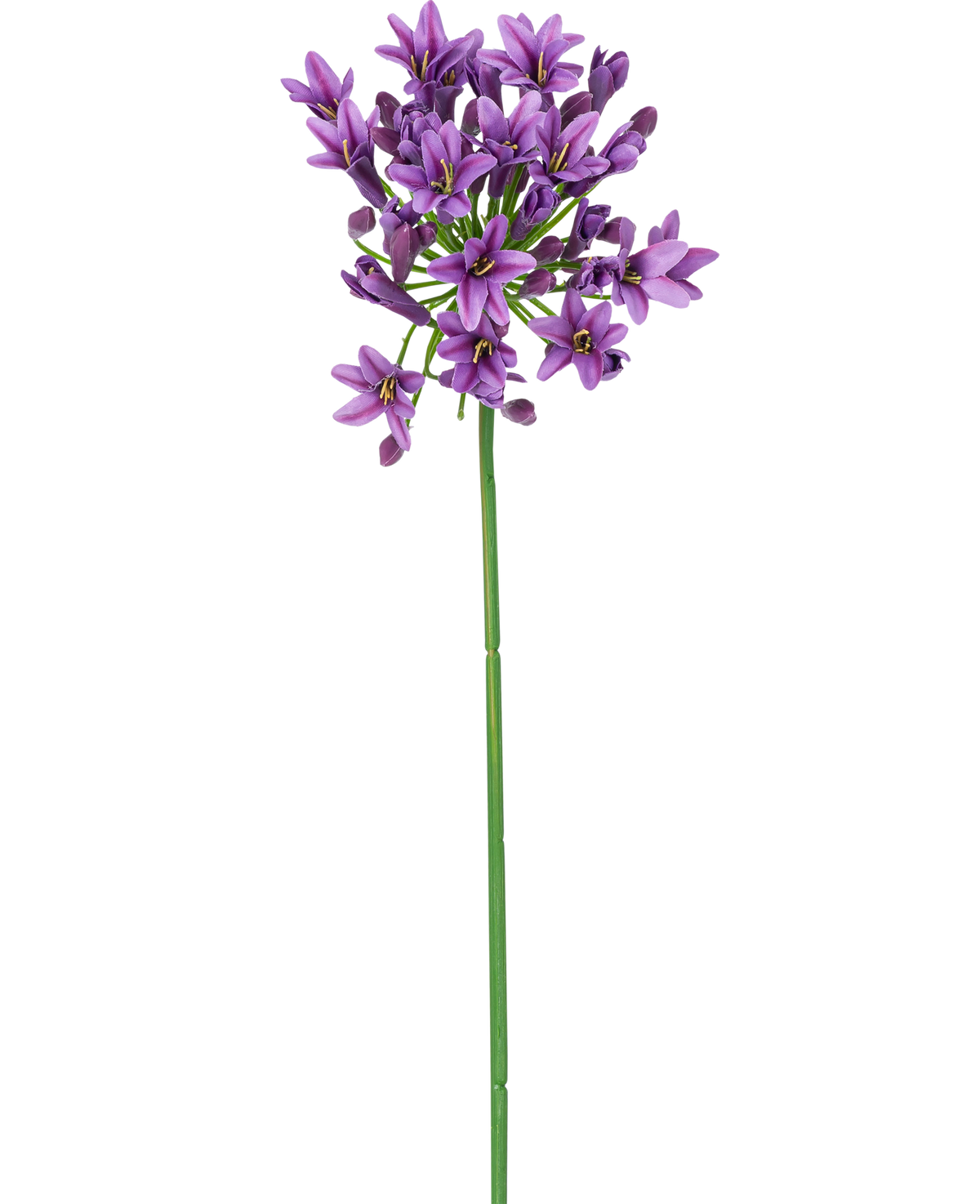 Un único tallo largo y verde con una pequeña flor artificial morada en forma de estrella Agapanthus de 77 cm de flores moradas que florecen en la parte superior, aisladas sobre un fondo blanco.