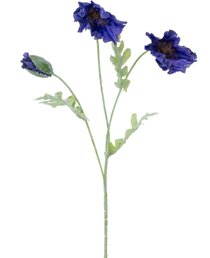 Una ilustración botánica de la flor artificial de amapola de 73 cm de color azul oscuro muestra tres tallos de color verde claro: dos con volantes de flores de color azul oscuro y uno con un capullo cerrado sobre un fondo blanco.