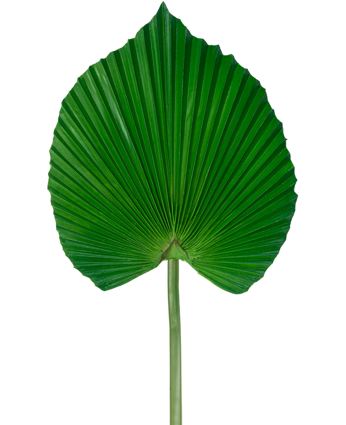 La Hoja Artificial 73 cm es una hoja de palma artificial de color verde con un diseño plisado en forma de abanico y un tallo largo, sobre un fondo blanco liso.