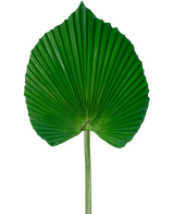 La Hoja Artificial 73 cm es una hoja de palma artificial de color verde con un diseño plisado en forma de abanico y un tallo largo, sobre un fondo blanco liso.