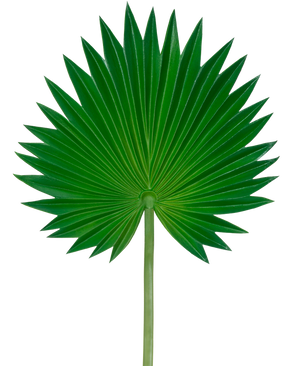 La hoja artificial Washingtonia de 73 cm es una única hoja de palma verde con forma de abanico, segmentos puntiagudos acampanados y un tallo largo y delgado, representada sobre un fondo blanco liso.