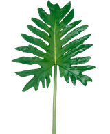 Un filodendro de hoja artificial de 68 cm, que presenta una gran hoja tropical verde con lóbulos profundos e irregulares y un largo tallo central, se muestra sobre un fondo blanco liso.