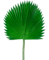 La Hoja Artificial Washingtonia 105cm es una única hoja de palma verde con forma de abanico y extremos puntiagudos, sobre un fondo blanco liso.