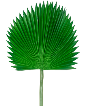 La Hoja Artificial Washingtonia 105cm es una única hoja de palma verde con forma de abanico y extremos puntiagudos, sobre un fondo blanco liso.