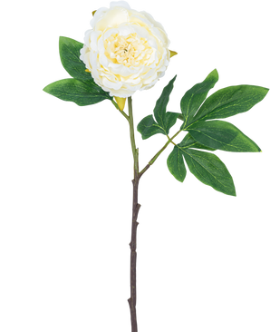Flor artificial Peonía 61 cm blanca: una única peonía blanca con pétalos en capas, hojas verdes y un largo tallo marrón, aislada sobre fondo blanco.