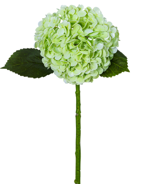 La Hortensia Artificial "Annabelle" Real Touch Verde 55cm tiene una única flor de hortensia de color verde claro con un racimo redondo, dos hojas de color verde oscuro y un tallo largo, todo ello aislado sobre un fondo blanco.